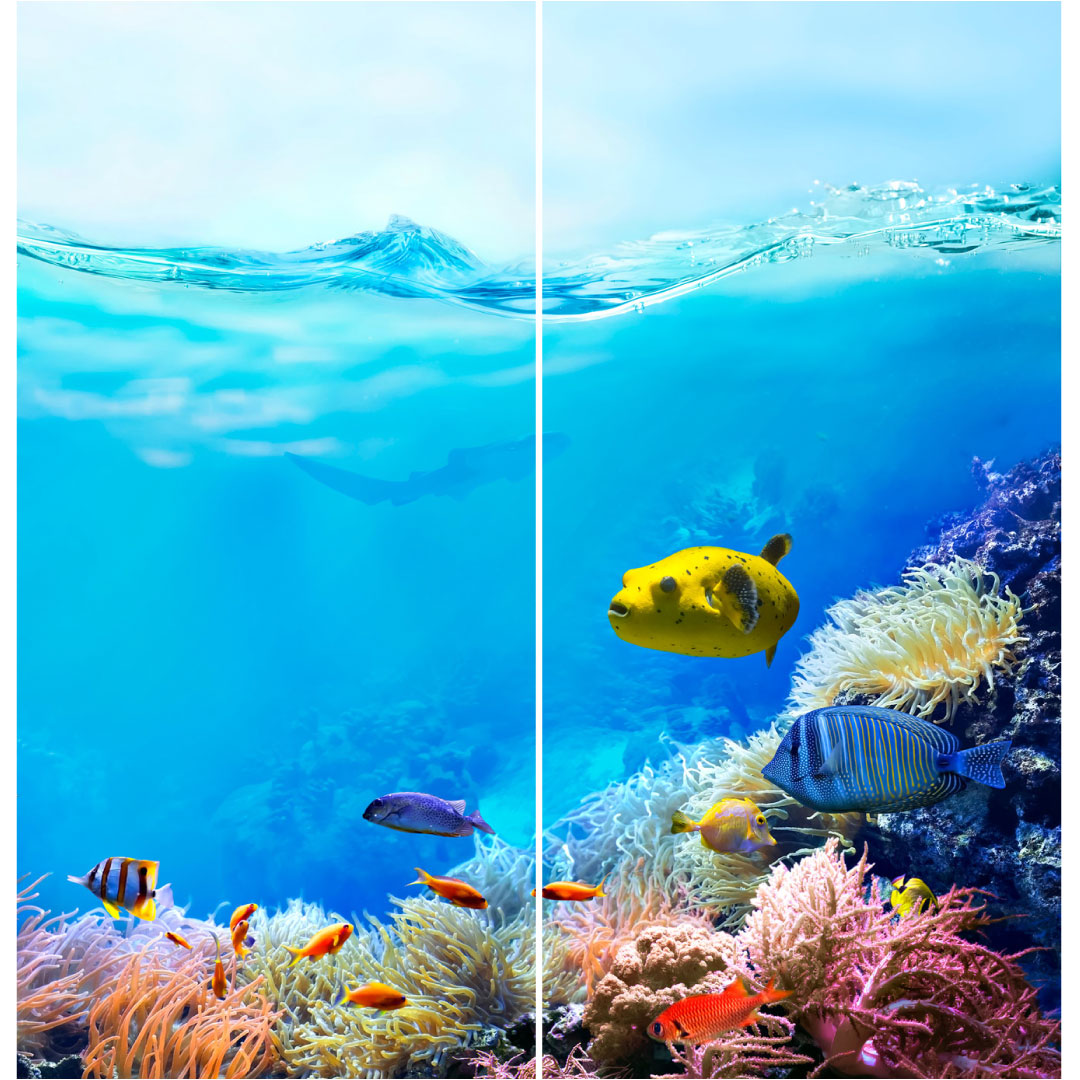 Duschrückwand Great Barrier Reef Grösse